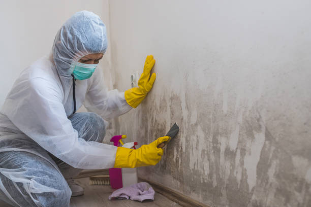 Best Mold Remediation Experts  in Pomona, KS