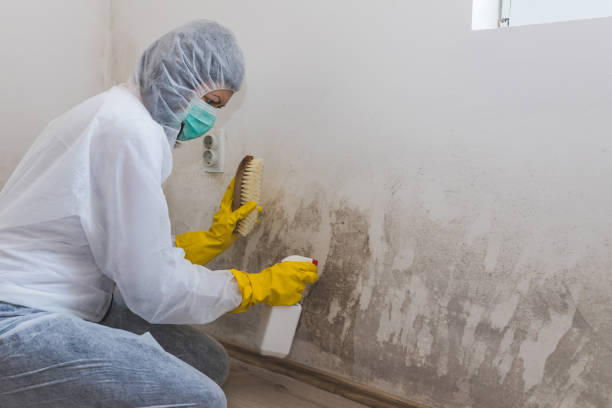 Best Local Mold Removal Service  in Pomona, KS