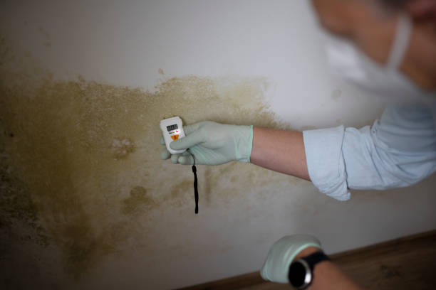 Best Mold Damage Repair  in Pomona, KS