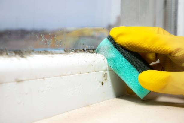Trusted Pomona, KS Mold Removal Experts