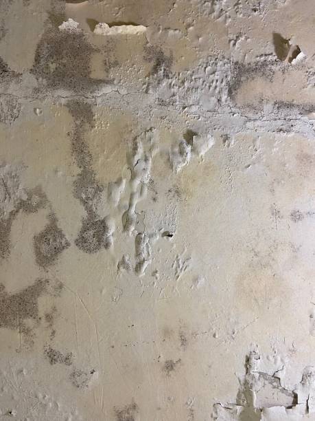 Best Mold Testing  in Pomona, KS