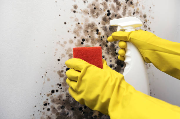 Best Crawl Space Mold Removal  in Pomona, KS