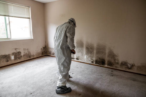 Best Certified Mold Removal  in Pomona, KS