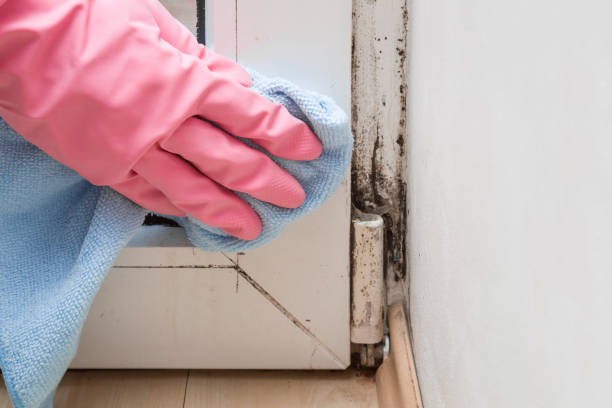 Mold Testing and Removal in Pomona, KS