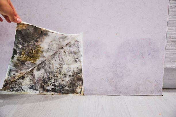 Best Water Damage Restoration  in Pomona, KS